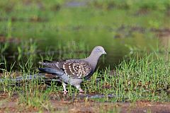 Spot-winged Pigeon